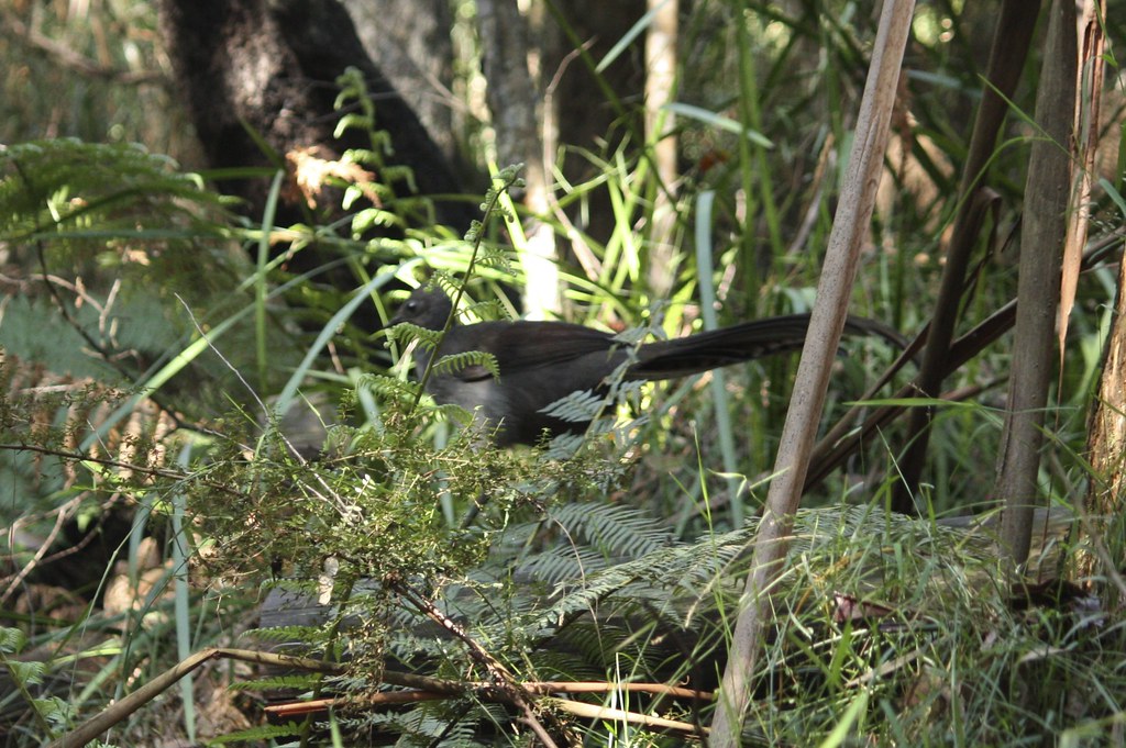 A Lyrebird perched amongst foliage in a forest environment.
