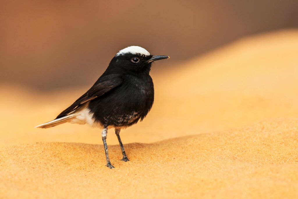 A White-crowned Wheatear with black and white plumage.