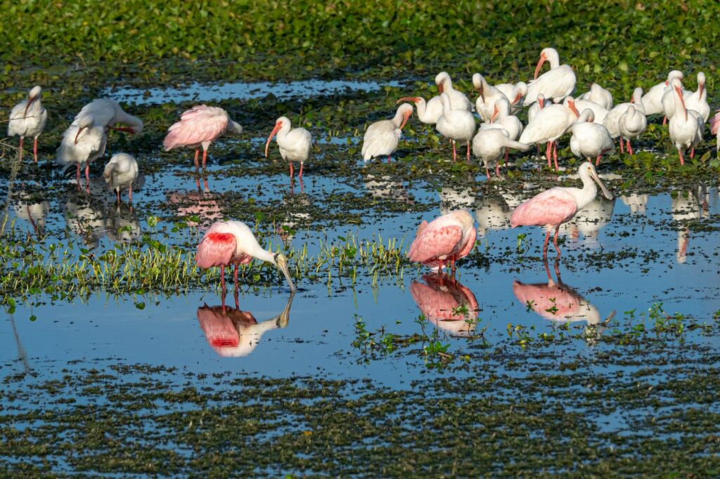 Three Roseate Spoonbills with pink plumage stand in shallow water, one feeding.