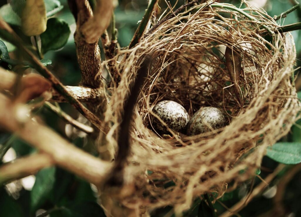 Detailed view of a bird's nest with speckled eggs nestled among tree branches in nature.