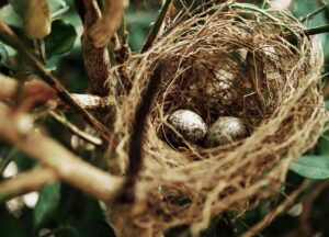Detailed view of a bird's nest with speckled eggs nestled among tree branches in nature.
