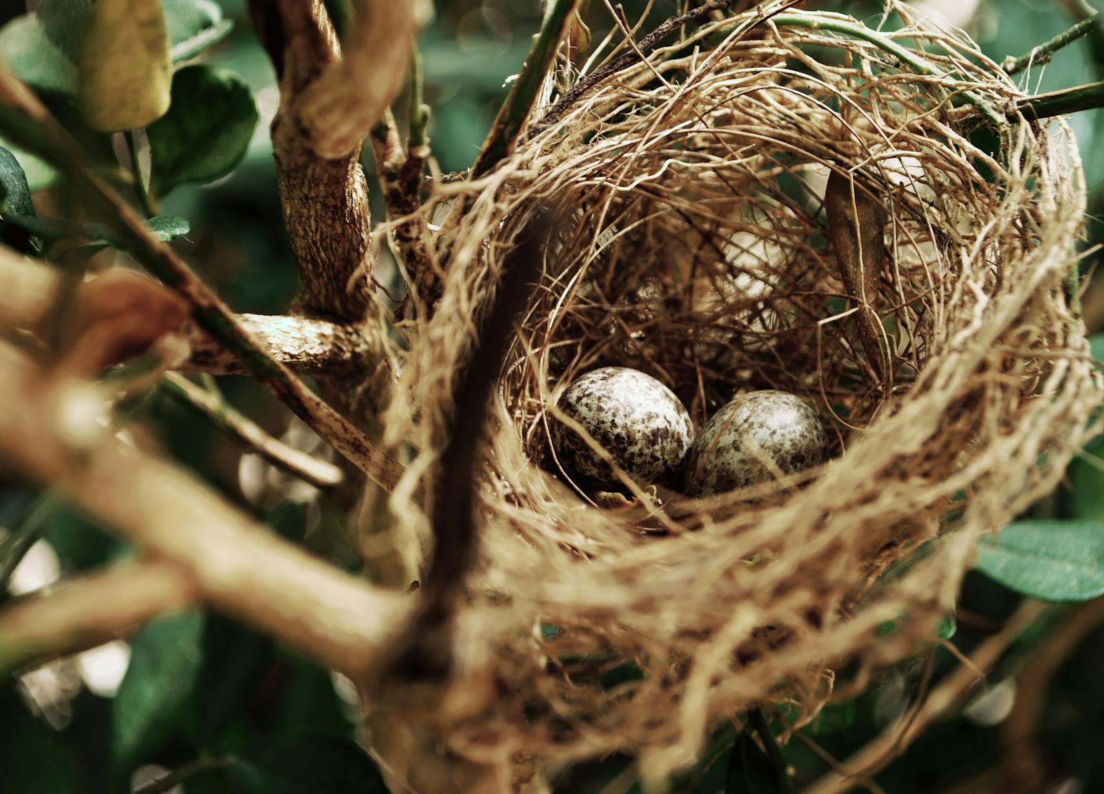Detailed view of a bird's nest with speckled eggs nestled among tree branches in nature.