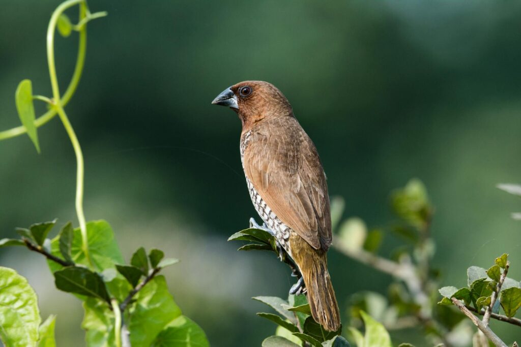 A scaly-breasted munia perched on lush green foliage in Kolkata, India.