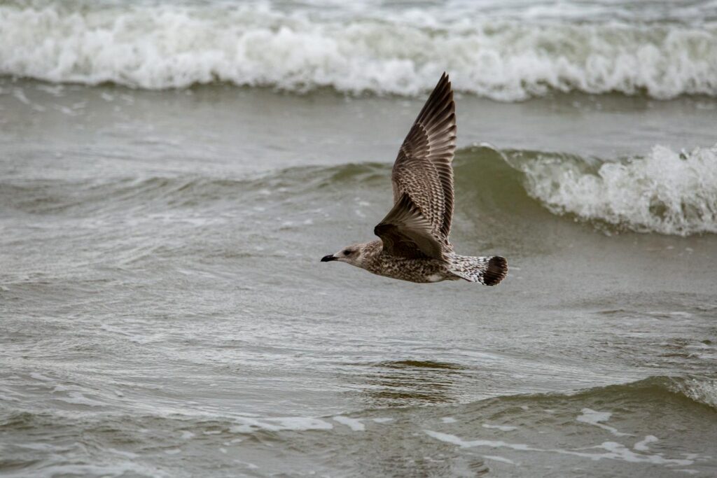 A European Herring Gull majestically flying over ocean waves, showcasing its grace.