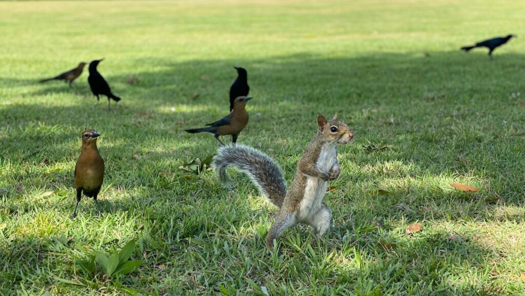 Squirrel and multiple birds standing in green grass