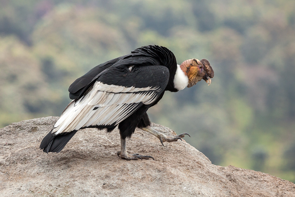 An Andean condor perches on a rock.
