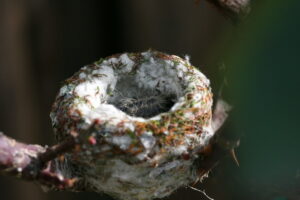 An Anna's hummingbird chick sits nestled in its cozy nest.