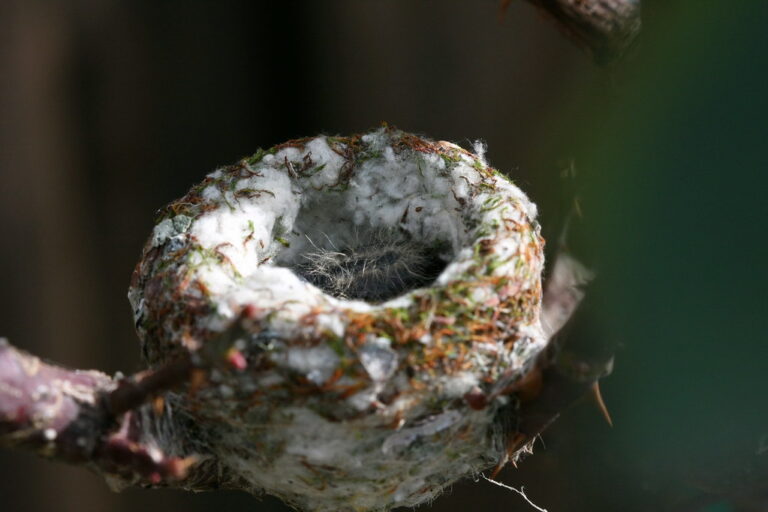 An Anna's hummingbird chick sits nestled in its cozy nest.