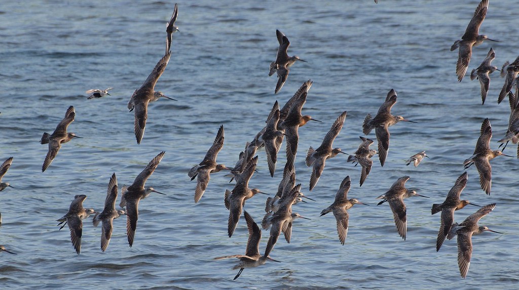 A large flock of bar-tailed godwits flies low over blue water.