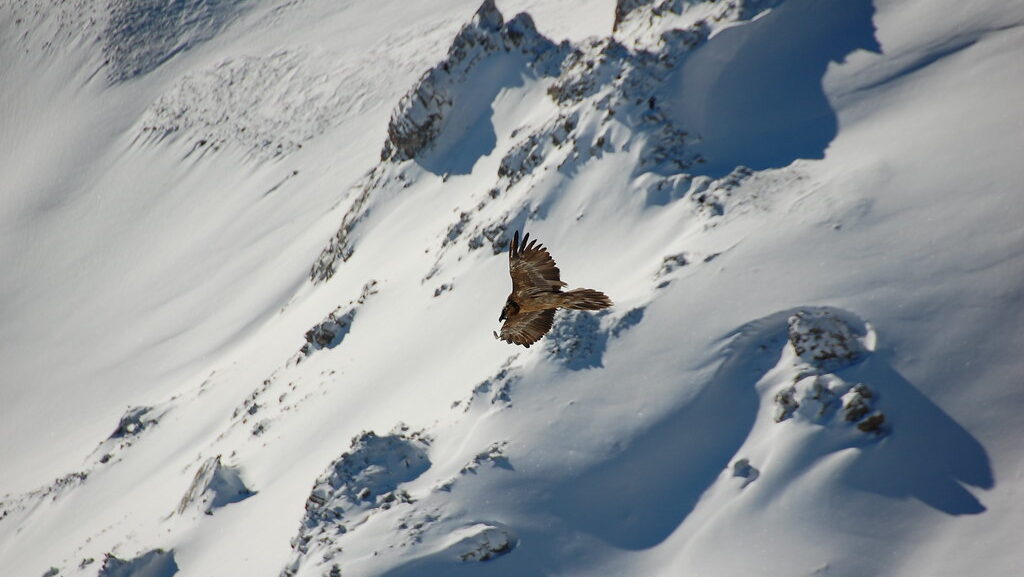 Bearded Vulture soaring above snow-covered mountains