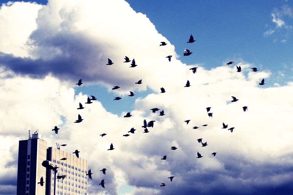 Birds fly in formation against a cloudy sky over a tall building.