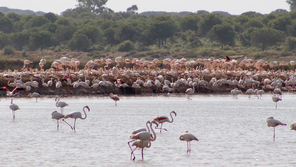 Large group of flamingos surrounding shared nesting area