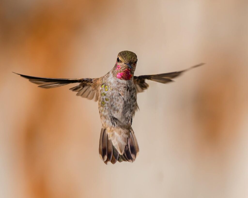 A hummingbird hovering mid-air with vibrant plumage, captured outdoors.