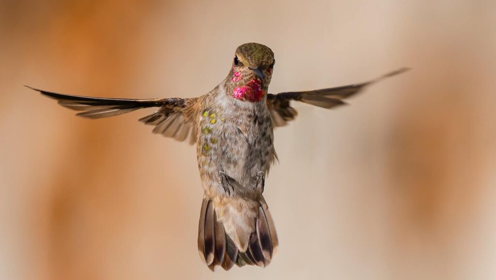 A hummingbird hovering mid-air with vibrant plumage, captured outdoors.