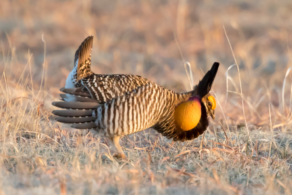 A Greater Prairie Chicken displays its impressive plumage and bright orange air sacs.