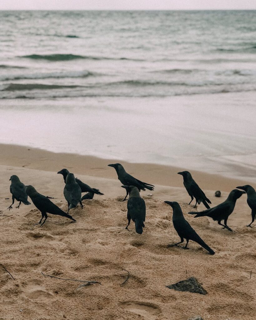 murder of crows on a sandy beach
