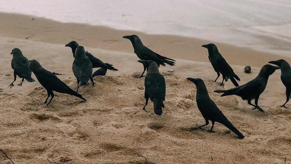 murder of crows on a sandy beach
