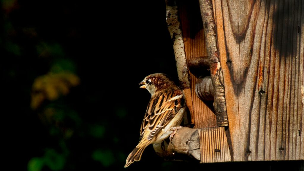 Sparrow perched on wooden bird feeder