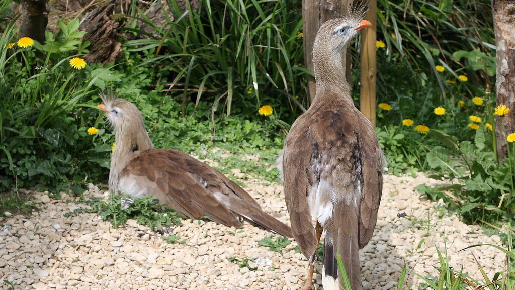 Two Red-Legged Seriema, one perched while sitting and the other standing