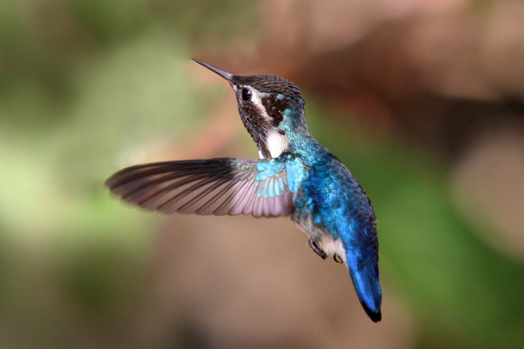 A colorful Bee Hummingbird flies in mid-air.