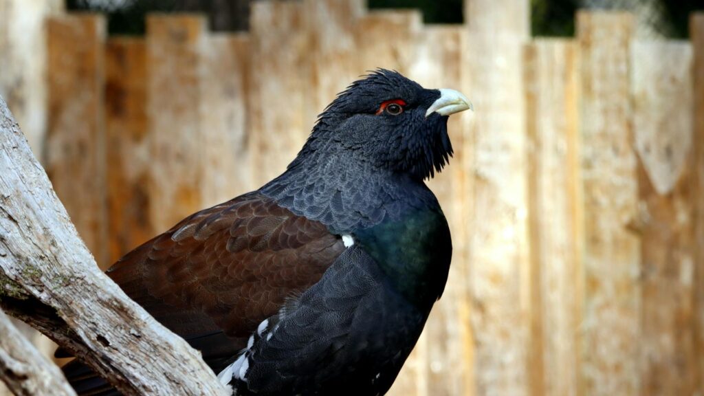 Side view of a Western Capercaillie standing near a wood fence