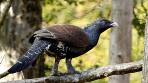 Western Capercaillie perched on a branch