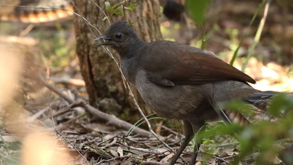 lyrebird in forest with open mouth