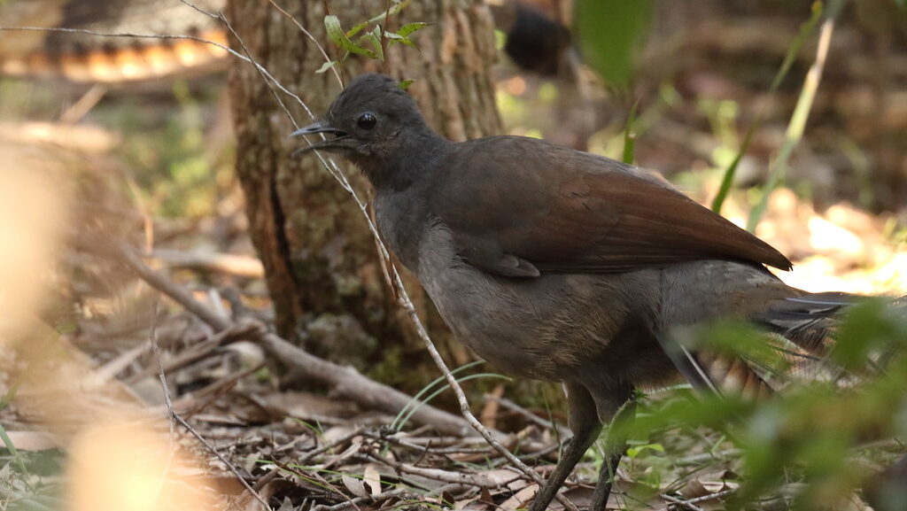 Superb Lyrebird creating complex mimicry sounds