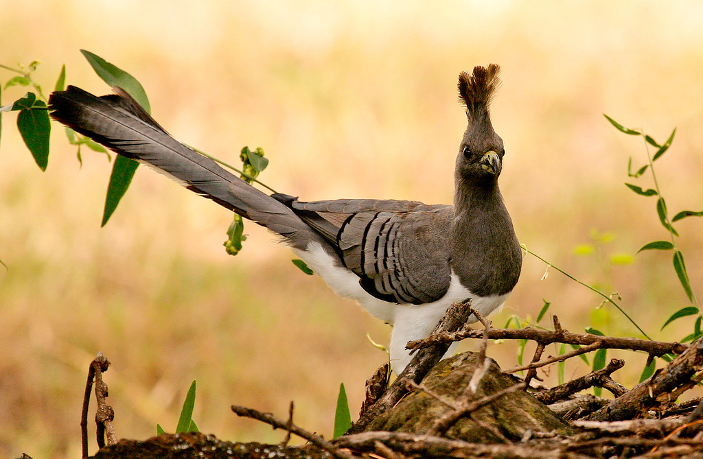 A White-bellied go-away-bird looks directly ahead while perched.