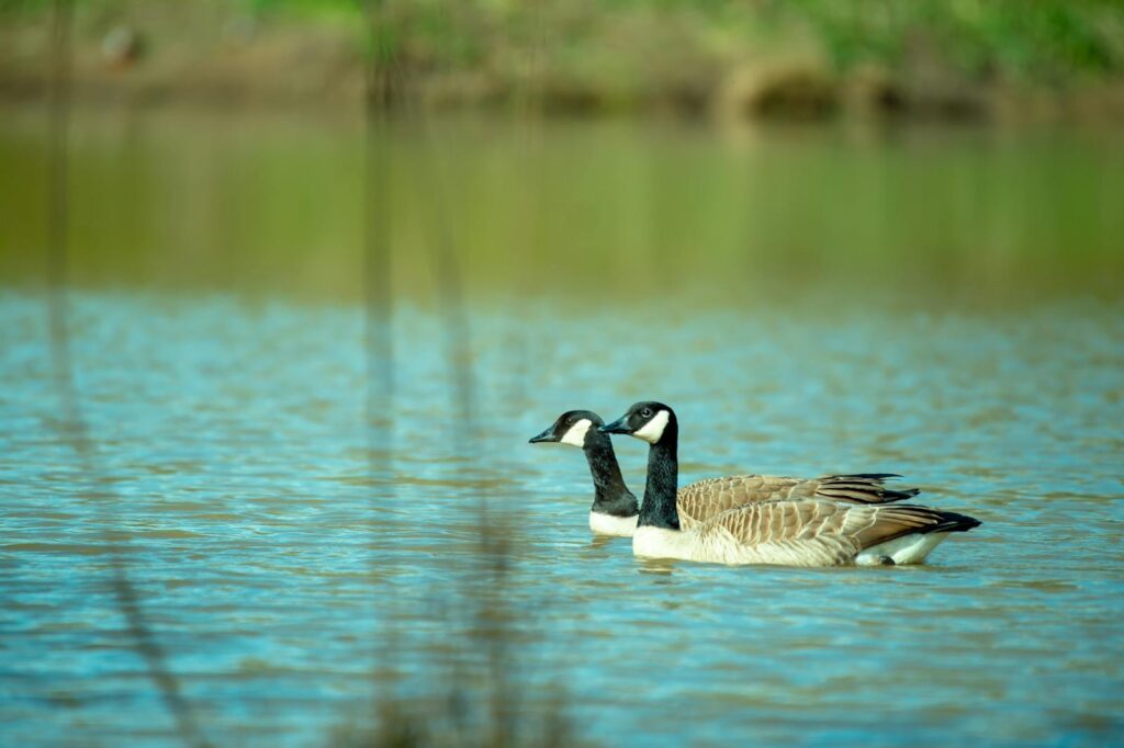 Two Canada geese gracefully swimming on a calm lake with a natural backdrop.