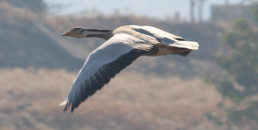 A bar-headed goose flies with its wings spread.