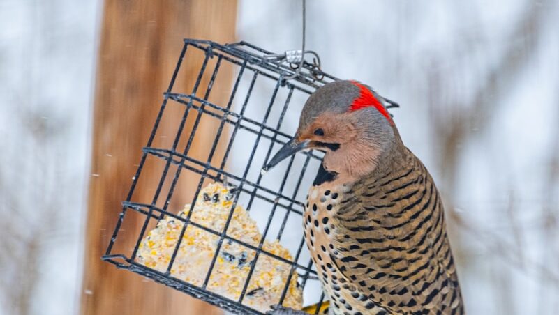 Bird feeding on suet inside a cage-style bird feeder in snowy winter weather