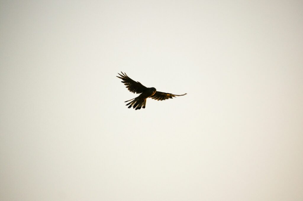 fying kestrel with wings spread, preparing to dive