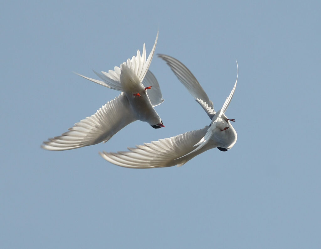 Two Arctic terns fly closely together against a clear blue sky.