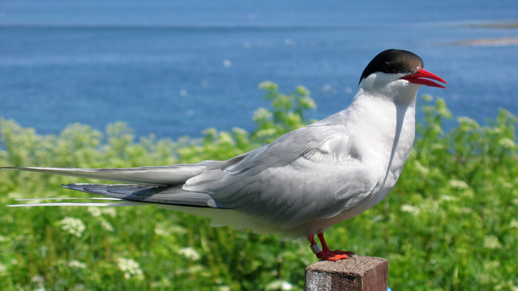 Arctic Tern resting on a wooden post in clear, sunny weather