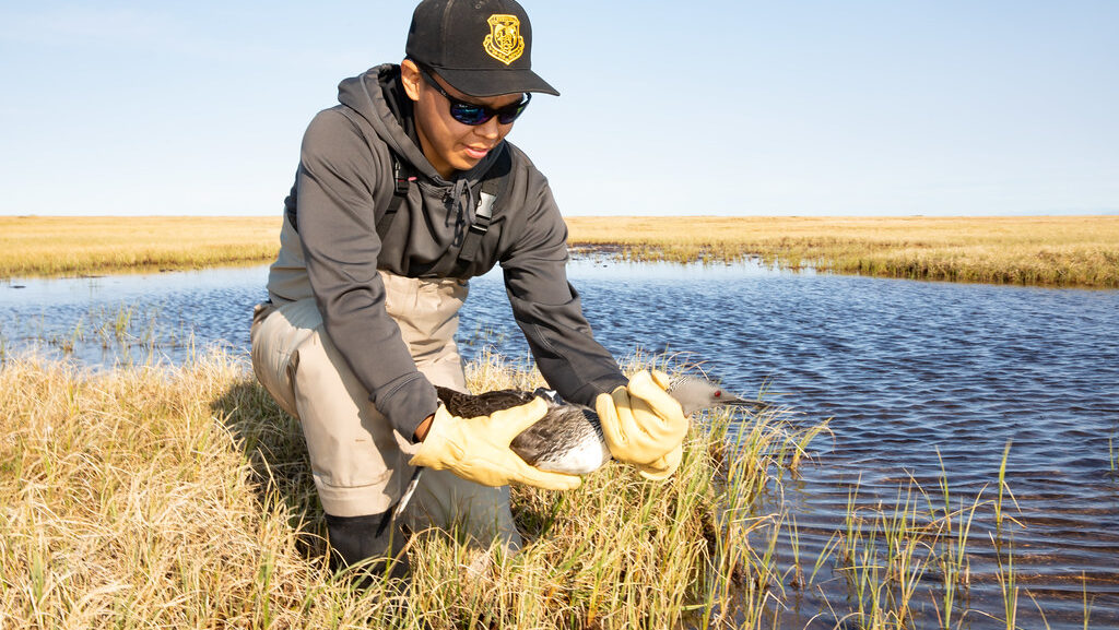"Red-throated Loon being released into the wild after GPS tracker placement