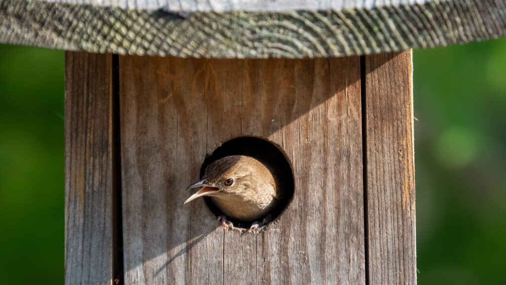 Wren bird peeking its head out of a wooden nesting box