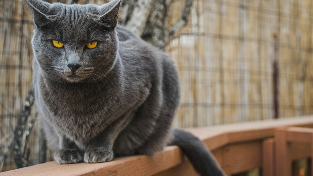 Gray cat sitting gracefully on top of a wooden balcony railing