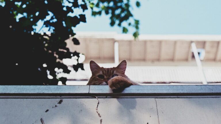 orange cat reaching over the top of a fence