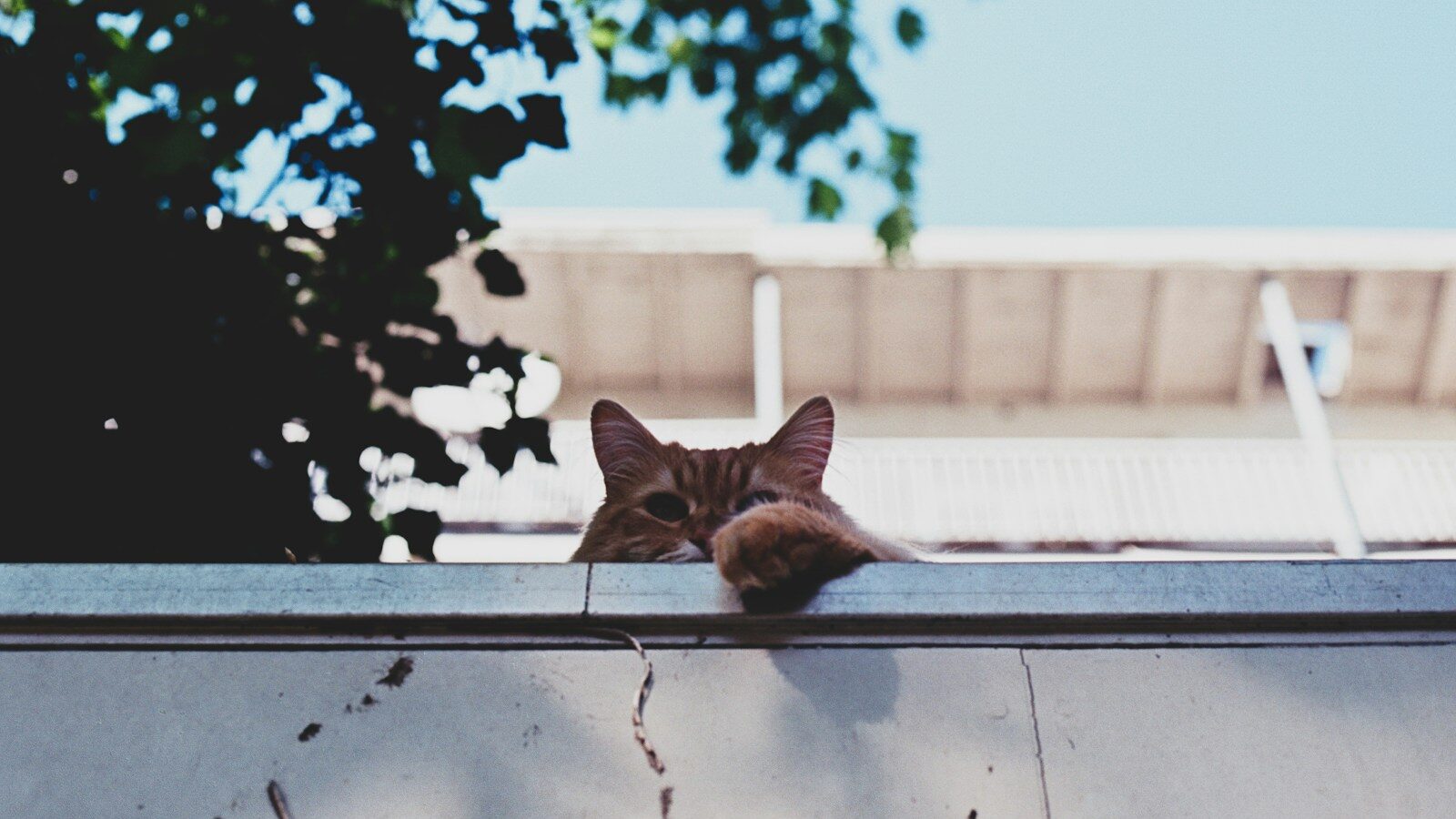 orange cat reaching over the top of a fence