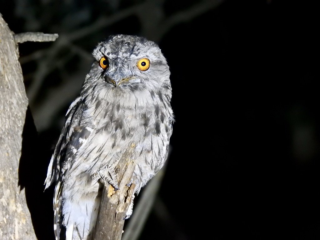 A tawny frogmouth with prominent yellow eyes perches on a tree branch.