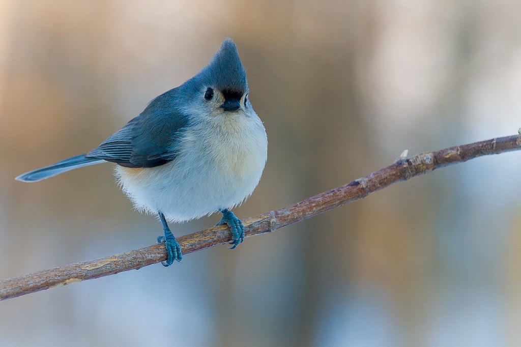 A Tufted Titmouse perches on a branch.