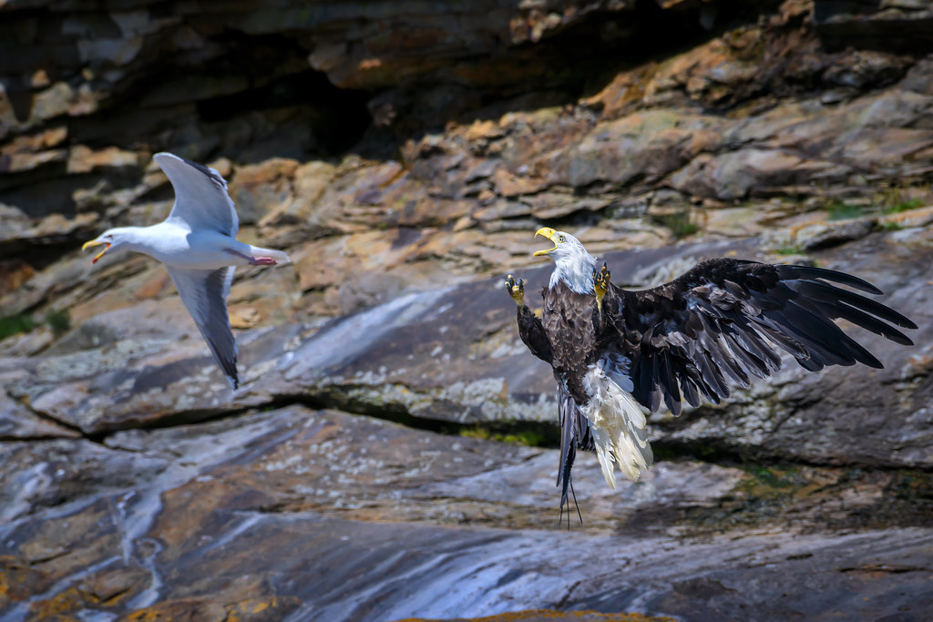 Bald eagle reacts as Herring gulls try to chase him away from their nesting area.
