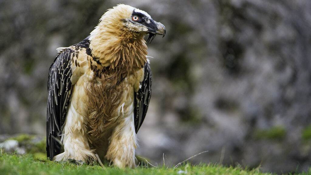 Bearded Vulture perched on grassy ground displaying its brown tinted feathers