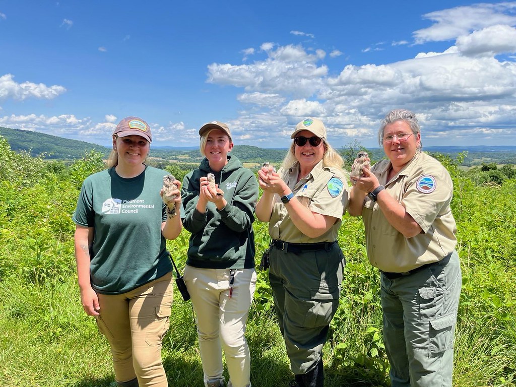 Four researchers hold Northern Saw-whet owl chicks outdoors.