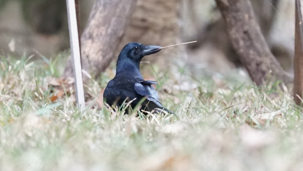 A New Caledonian crow with black plumage is perched on the grass.