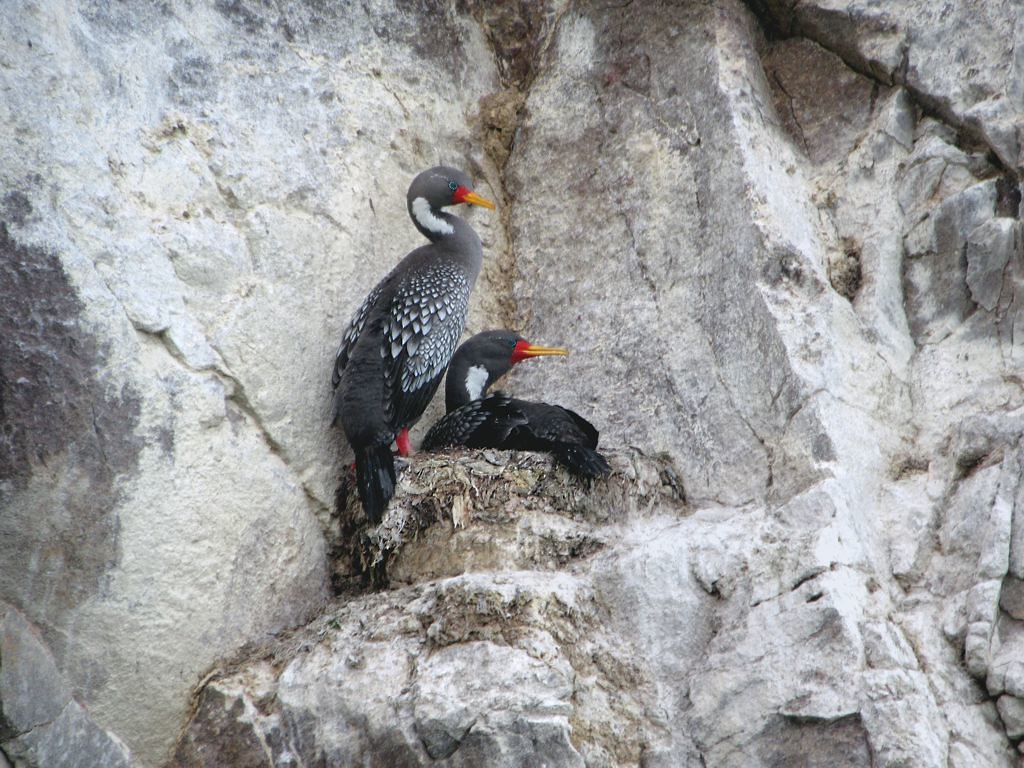 Two Red-legged Cormorants perch on a rocky cliff.