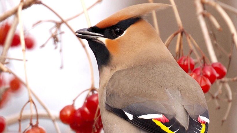 Bohemian Waxwing rear close-up with vibrant wax tips visible