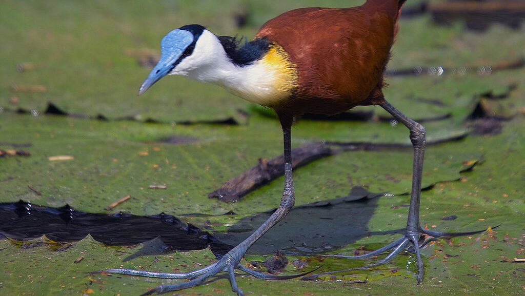 African Jacana walking carefully across floating leaves