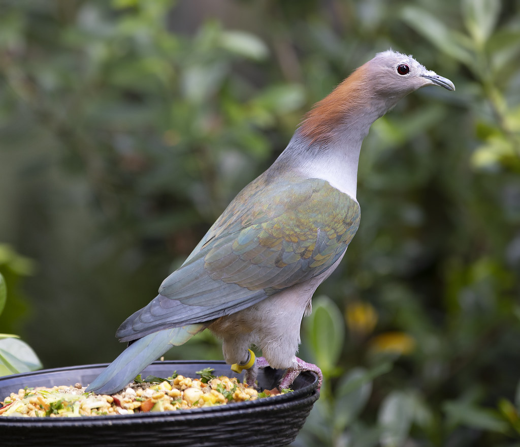 A Green Imperial Pigeon perched on a branch.